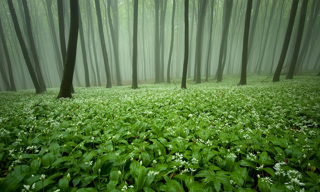 Forest with trees and greenery
